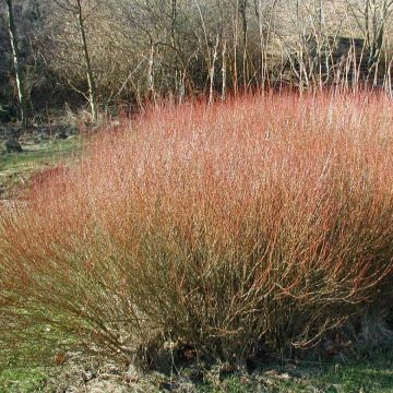 Salix purpurea - Purple Willow