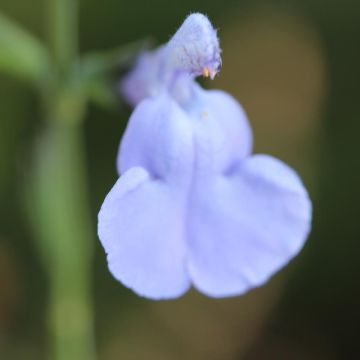 Salvia microphylla Delice Aquamarine