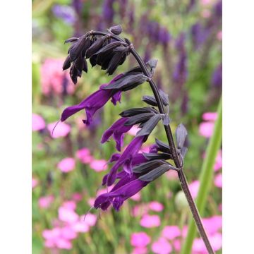 Salvia guaranitica Amistad violet