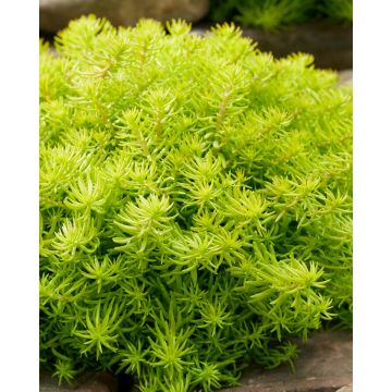 Sedum rupestre Angelinas Teacup - Stonecrop