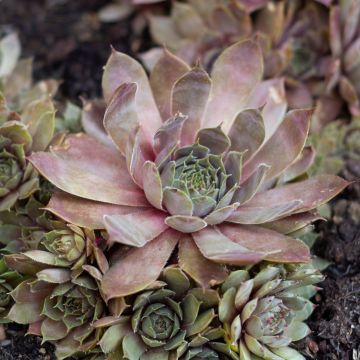 Sempervivum Coral Gray