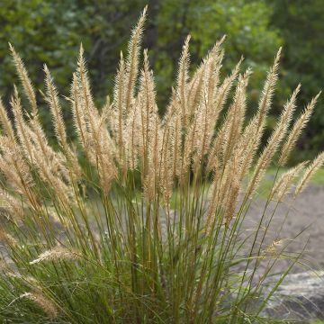 Stipa calamagrostis Allgäu - Silver Feather Grass