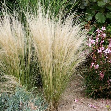 Stipa tenuifolia