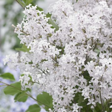 Syringa meyeri Flowerfesta White - Lilac
