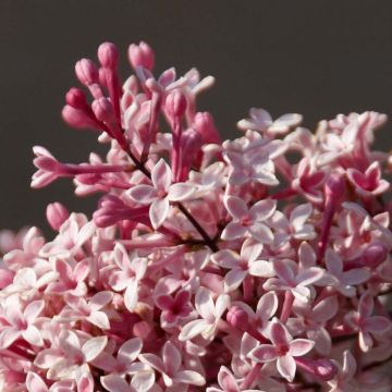 Syringa microphylla Superba - Lilac