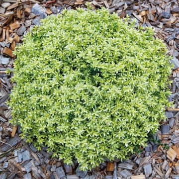 Teucrium lucidrys Lucky Gold - Germander