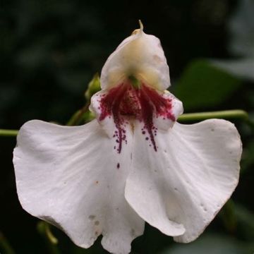 Impatiens tinctoria