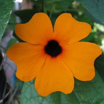 Thunbergia alata Sunny Susy Red Orange