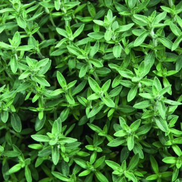 Rose-scented thyme in plant form