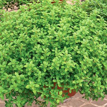 Thymus citriodorus GrowFlow Cascata Lemonade - Lemon Thyme