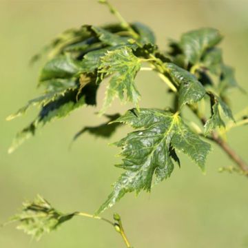 Tilia Henryk Eder - Lime