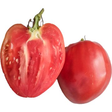 Tomato Cuor di Bue Rose