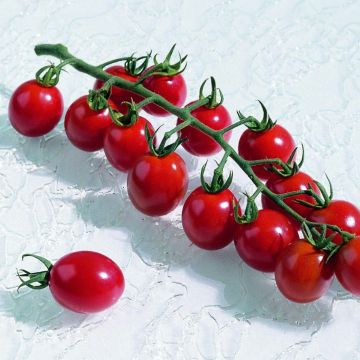Tomato Apéro F1  in plants - Cherry