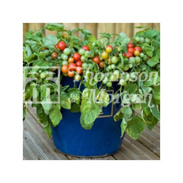Tomato Bajaja