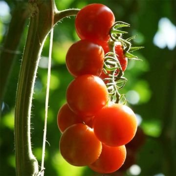 Organic Cherry Tomato