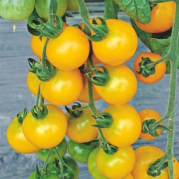 Tomato Yellow Grapes F1
