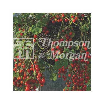 Tomato Cherry Cascade