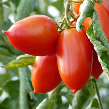 Tomato Colibri F1 plants