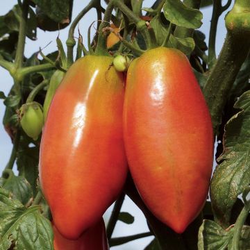 Tomato Cornabel F1 - Vilmorin seeds