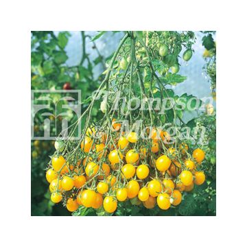Tomato Ildi