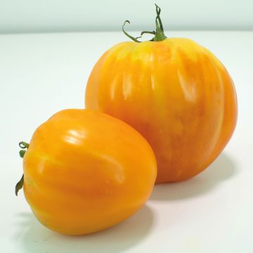 Tomato Ochsenherz Orange Grafted Plants