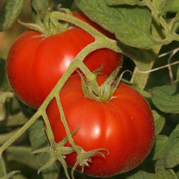 Tomato Saint Pierre
