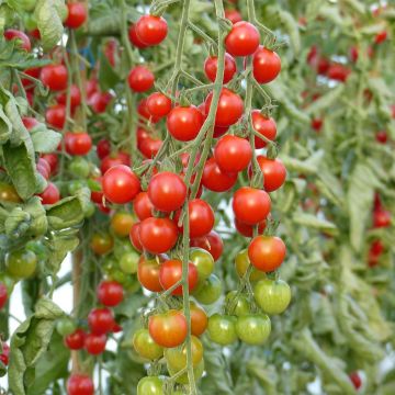 Tomato Supersweet 100 GRAFTED ORGANIC plants