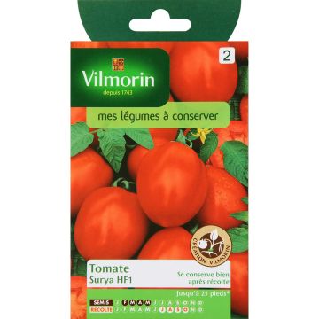 Tomato Surya F1 - Vilmorin seeds