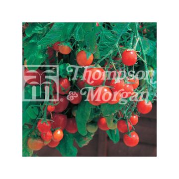 Tomato Tumbling Tom Red