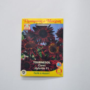 Sunflower 'Claret' F1 Seeds - Helianthus annuus