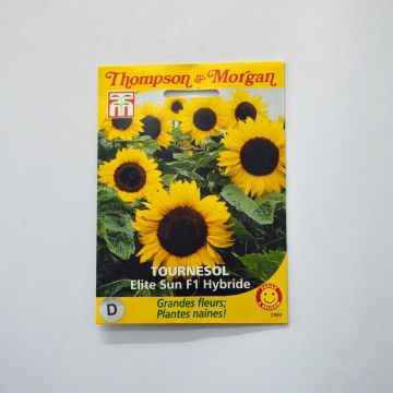 Dwarf Sunflower Elite Sun F1 Seeds - Helianthus annuus