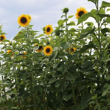 Giant BIO Sunflower Seeds - Helianthus annuus