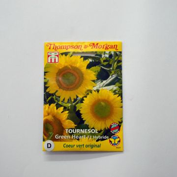 Sunflower 'Green Heart' F1 Seeds - Helianthus annuus