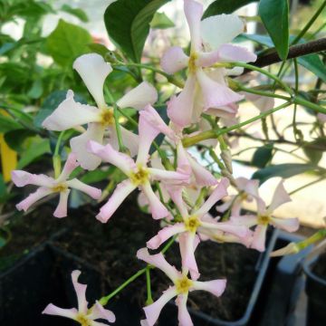 Trachelospermum asiaticum Pink Showers - Asian Jasmine