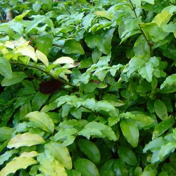 Ligustrum ovalifolium Lemon and Lime - Garden Privet