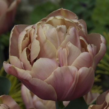 Tulipa La Belle Époque- Double Early Tulip