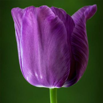 Tulipa Bleu Aimable - Early simple Tulip