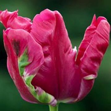 Tulipa Cerise Parrot