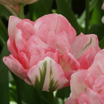 Tulipa Finola - Double Late Tulip
