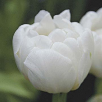 Tulipa Evita