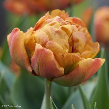 Tulipa Brownie- Double Early Tulip