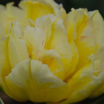 Tulipa Monte Beau