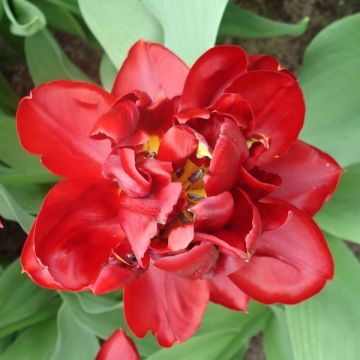 Tulipa Matrix