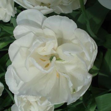 Tulipa 'White Heart'