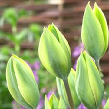 Tulipa Evergreen - Early simple Tulip