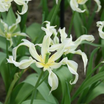 Tulipa Green Dance - Lily flowering Tulip