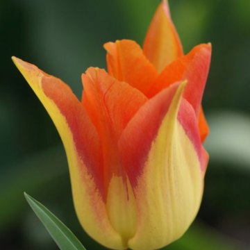 Tulipa Moonblush - Lily flowering Tulip