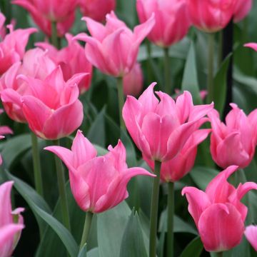Tulipa Pretty Love - Lily flowering Tulip