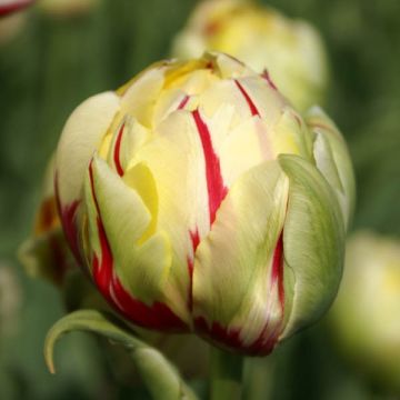 Tulipa Glamour - Double Late Tulip