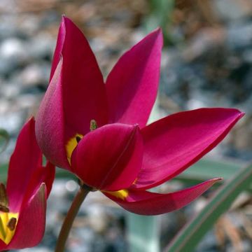 Tulipa humilis Odalisque